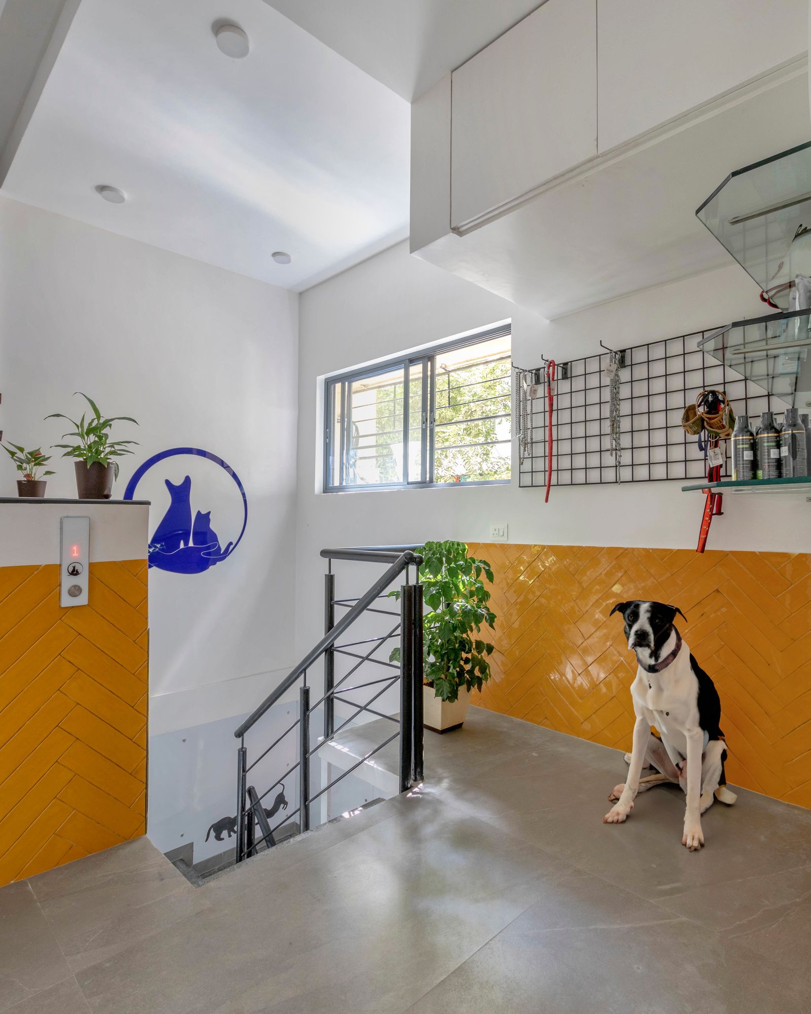 Vet Care — Commercial — Pune